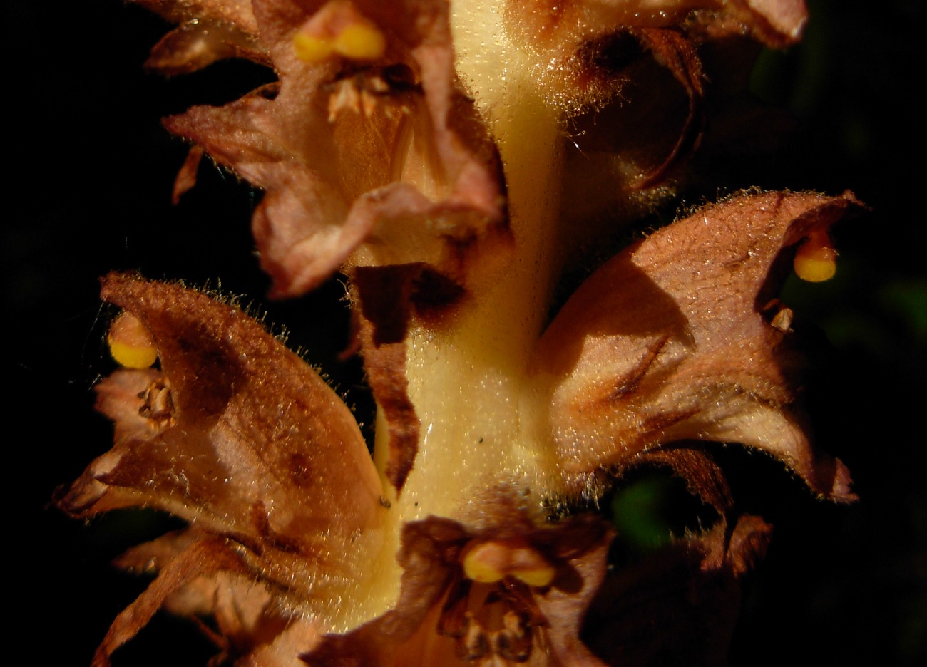 Orobanche rapum-genistae / Succiamele delle ginestre